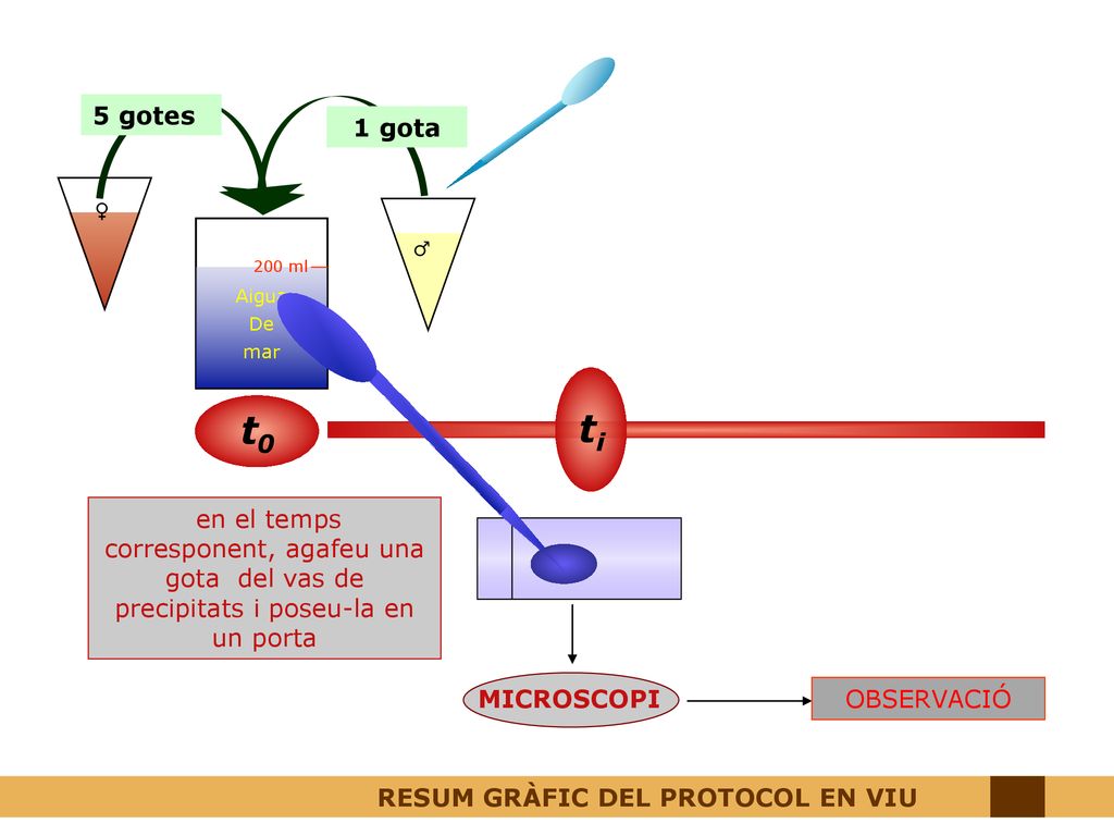 5 gotes 1 gota. ♀ ♂ Aigua. De. mar. 200 ml. en el temps corresponent, agafeu una gota del vas de precipitats i poseu-la en un porta.