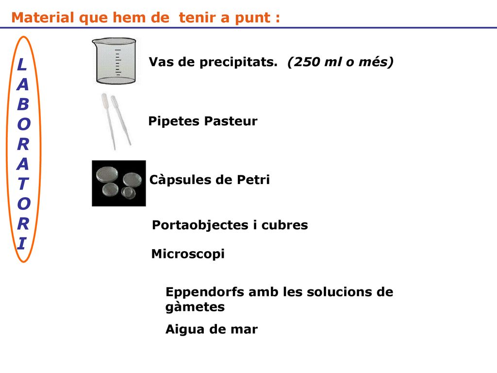 Vas de precipitats. (250 ml o més) Portaobjectes i cubres