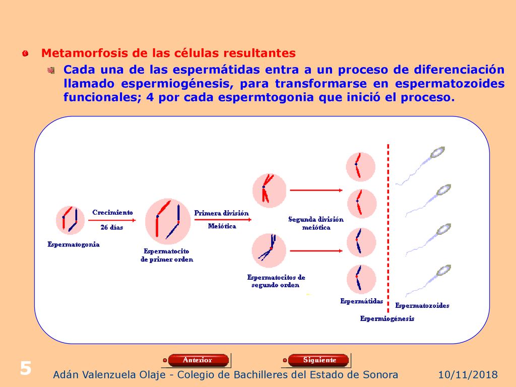 Adán Valenzuela Olaje - Colegio de Bachilleres del Estado de Sonora