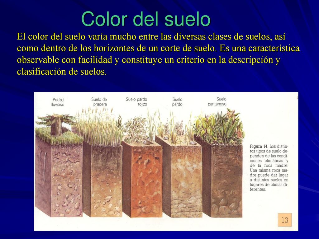 Color del suelo El color del suelo varía mucho entre las diversas clases de suelos, así como dentro de los horizontes de un corte de suelo.