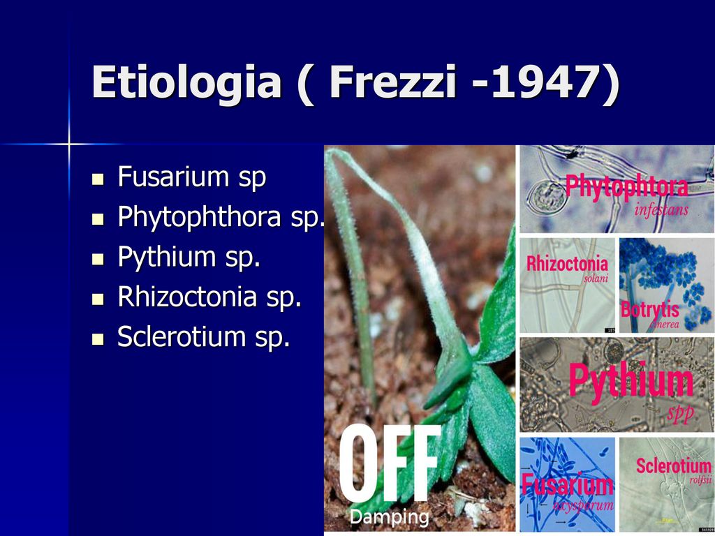 Etiologia ( Frezzi -1947) Fusarium sp Phytophthora sp. Pythium sp.