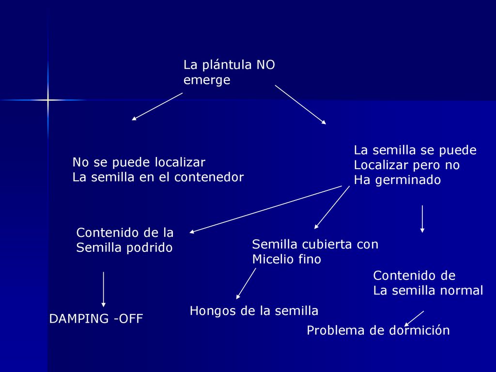La plántula NO emerge La semilla se puede. Localizar pero no. Ha germinado. No se puede localizar.