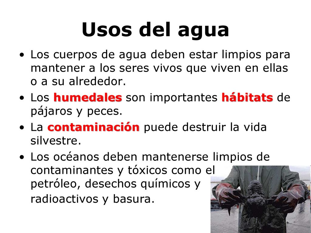 Usos del agua Los cuerpos de agua deben estar limpios para mantener a los seres vivos que viven en ellas o a su alrededor.