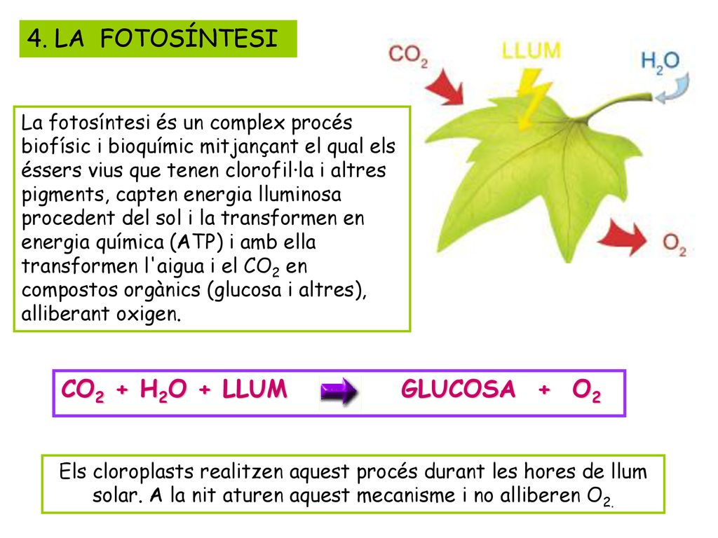 4. LA FOTOSÍNTESI CO2 + H2O + LLUM GLUCOSA + O2