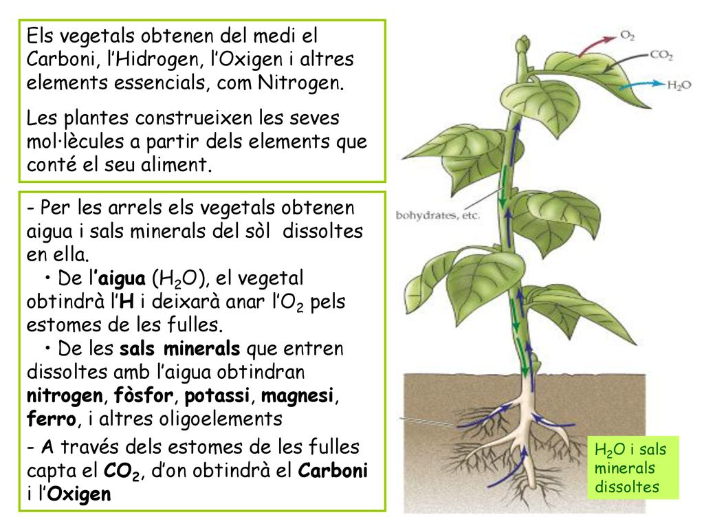 Els vegetals obtenen del medi el Carboni, l’Hidrogen, l’Oxigen i altres elements essencials, com Nitrogen.
