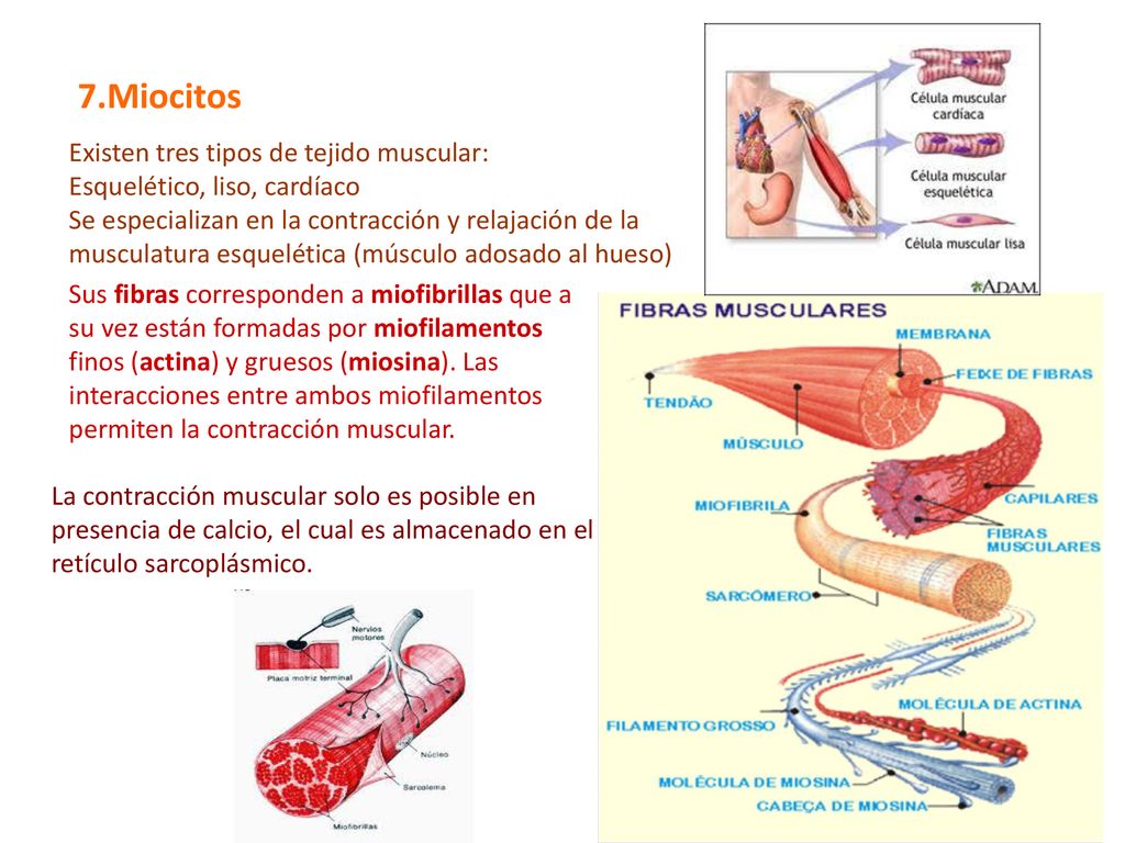 7.Miocitos Existen tres tipos de tejido muscular: