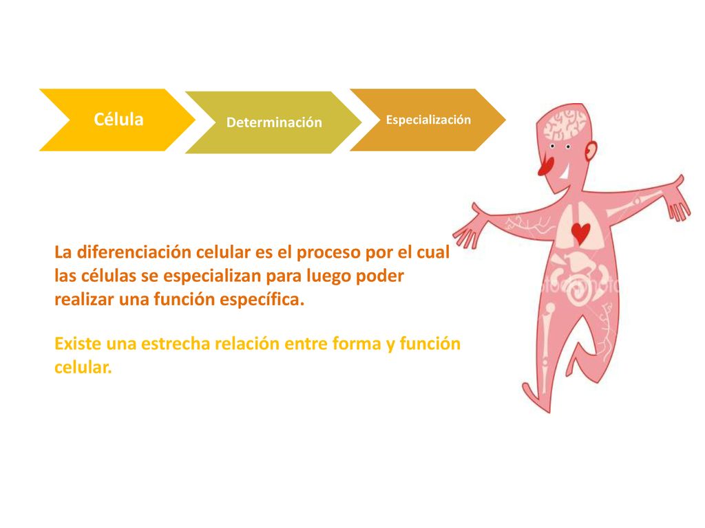 Existe una estrecha relación entre forma y función celular.