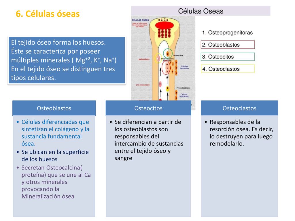 6. Células óseas El tejido óseo forma los huesos.