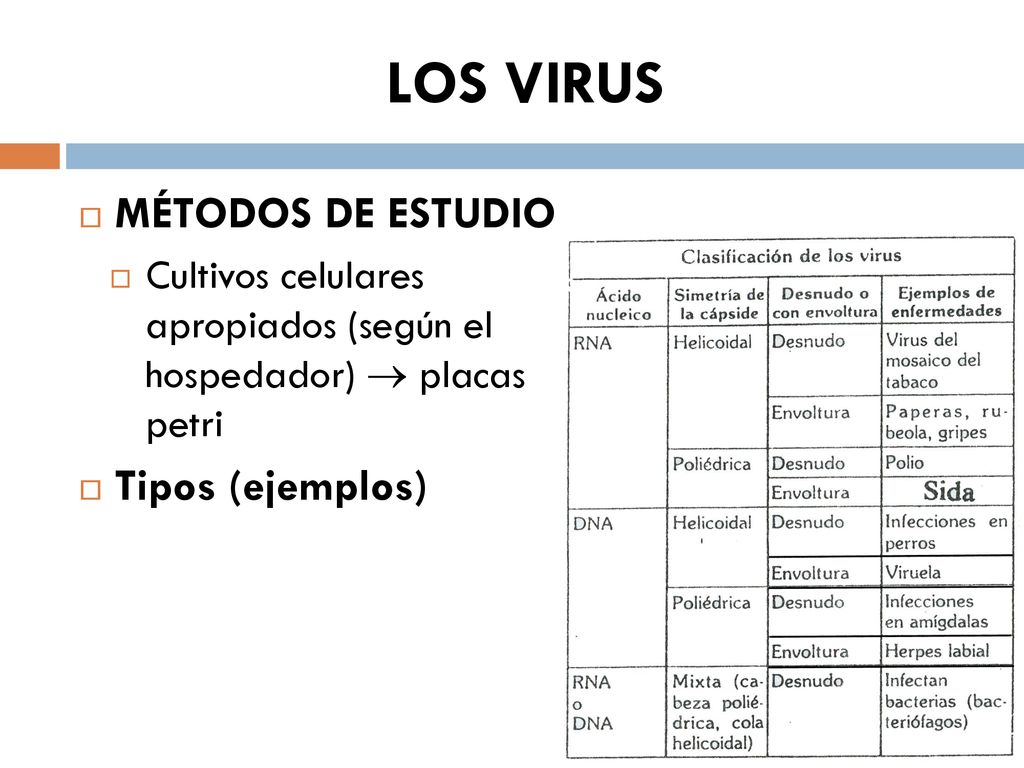 LOS VIRUS MÉTODOS DE ESTUDIO Tipos (ejemplos)