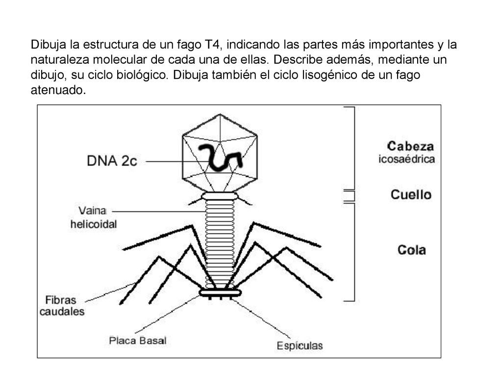 Dibuja la estructura de un fago T4, indicando las partes más importantes y la naturaleza molecular de cada una de ellas.