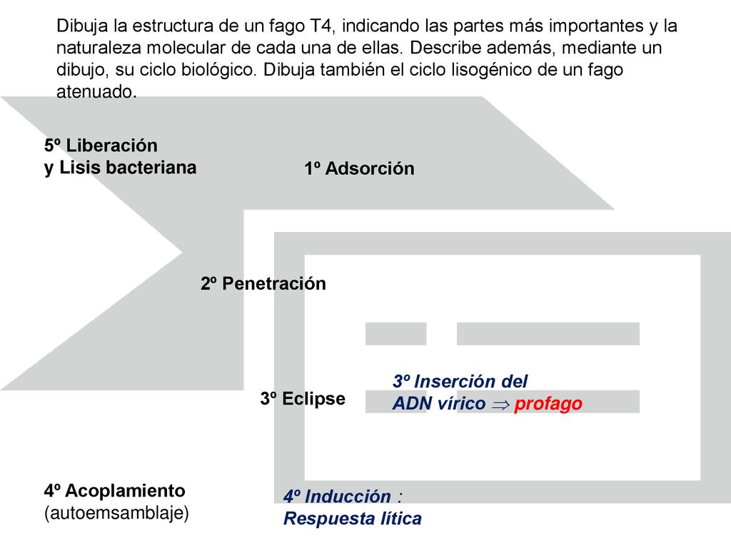 Dibuja la estructura de un fago T4, indicando las partes más importantes y la naturaleza molecular de cada una de ellas. Describe además, mediante un dibujo, su ciclo biológico. Dibuja también el ciclo lisogénico de un fago atenuado.