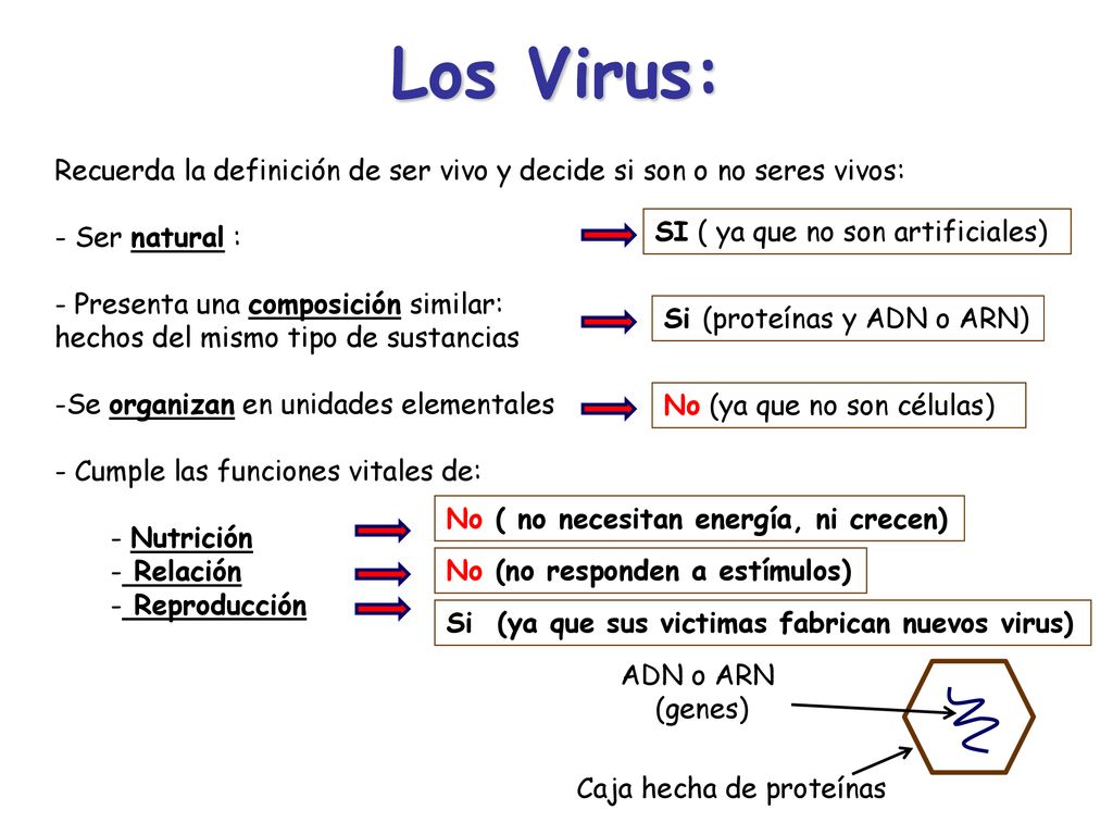 Los Virus: Recuerda la definición de ser vivo y decide si son o no seres vivos: Ser natural : Presenta una composición similar: