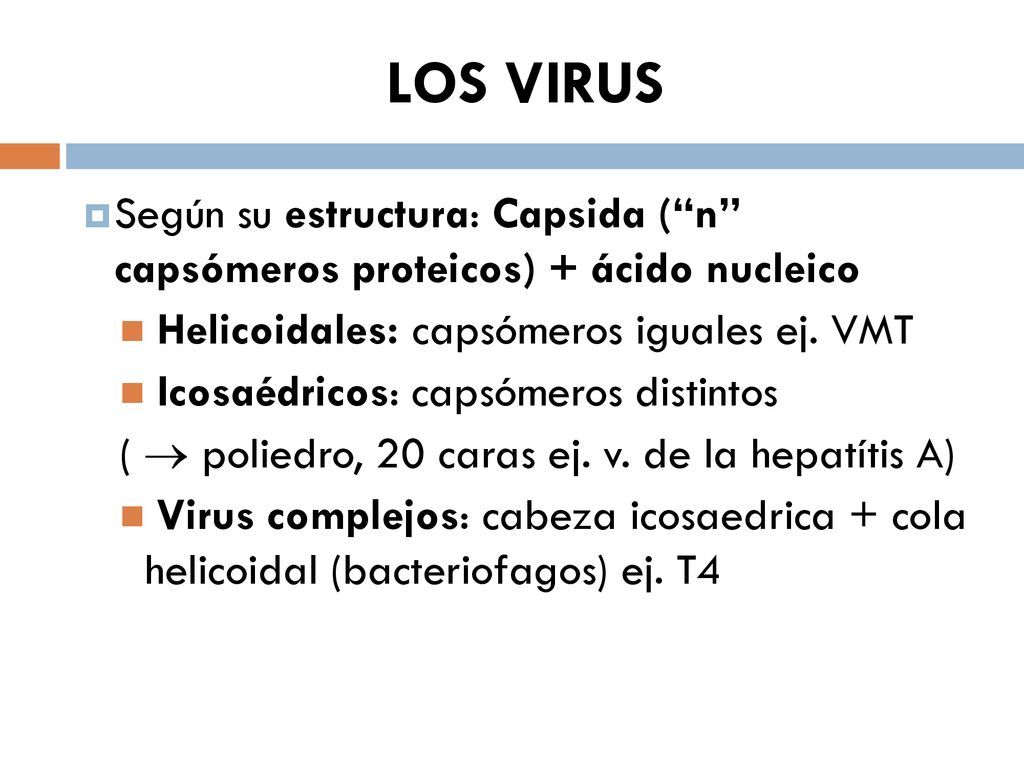 LOS VIRUS Según su estructura: Capsida ( n capsómeros proteicos) + ácido nucleico. Helicoidales: capsómeros iguales ej. VMT.