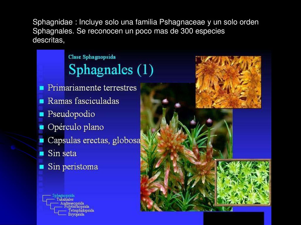 Sphagnidae : Incluye solo una familia Pshagnaceae y un solo orden Sphagnales.
