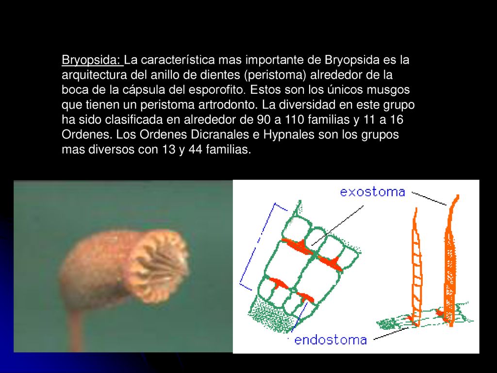 Bryopsida: La característica mas importante de Bryopsida es la arquitectura del anillo de dientes (peristoma) alrededor de la boca de la cápsula del esporofito.