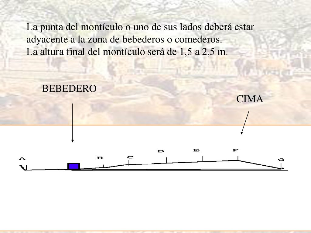 La punta del montículo o uno de sus lados deberá estar adyacente a la zona de bebederos o comederos. La altura final del montículo será de 1,5 a 2,5 m.