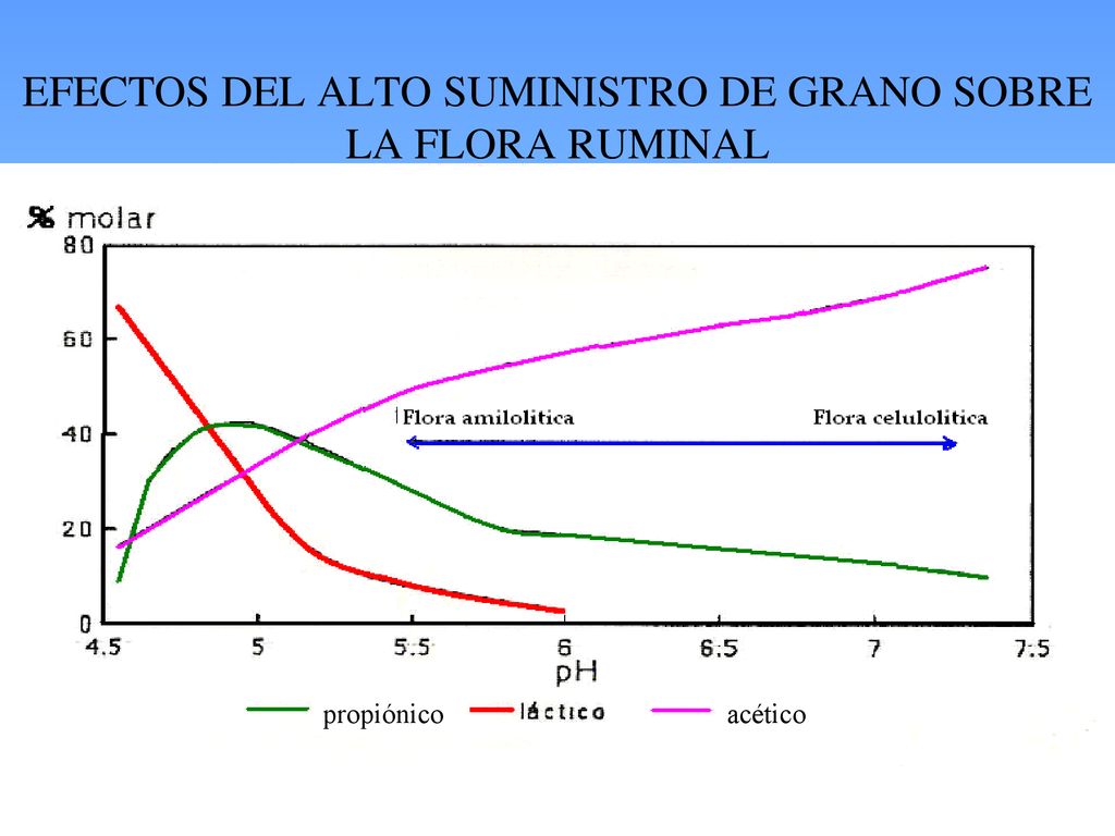 EFECTOS DEL ALTO SUMINISTRO DE GRANO SOBRE LA FLORA RUMINAL
