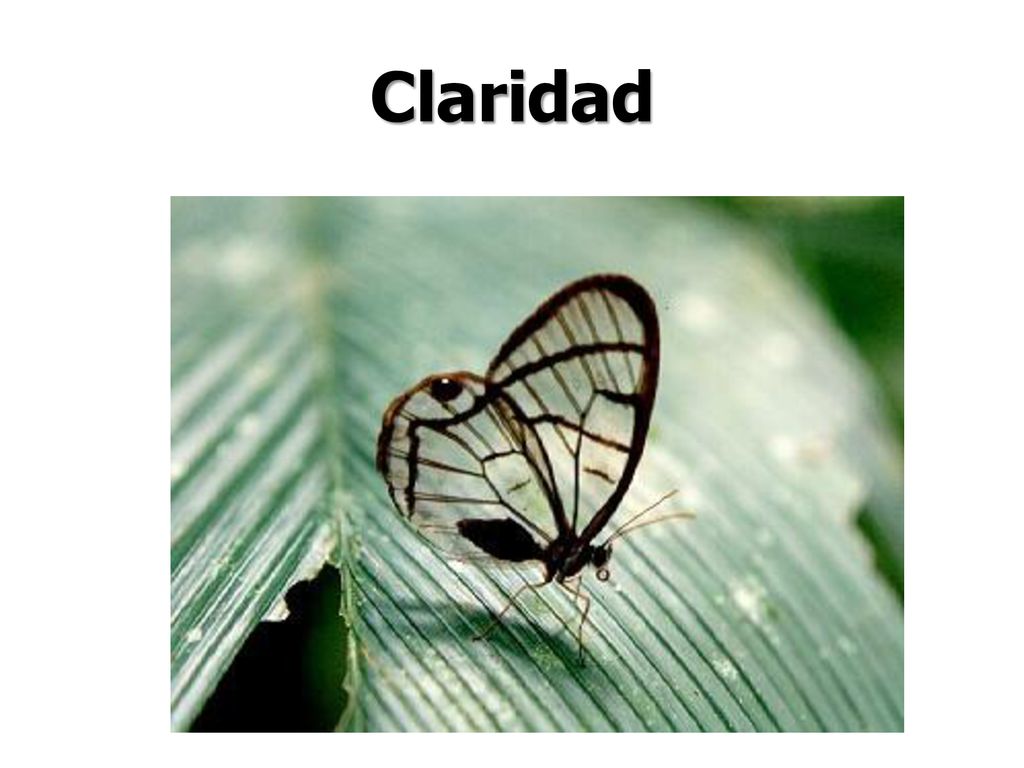 Claridad Se puede ver fácilmente por las alas de esta mariposa.