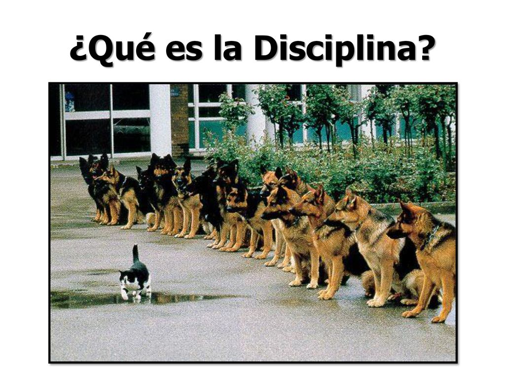 ¿Qué es la Disciplina ¿Qué tan a salvo está este gato