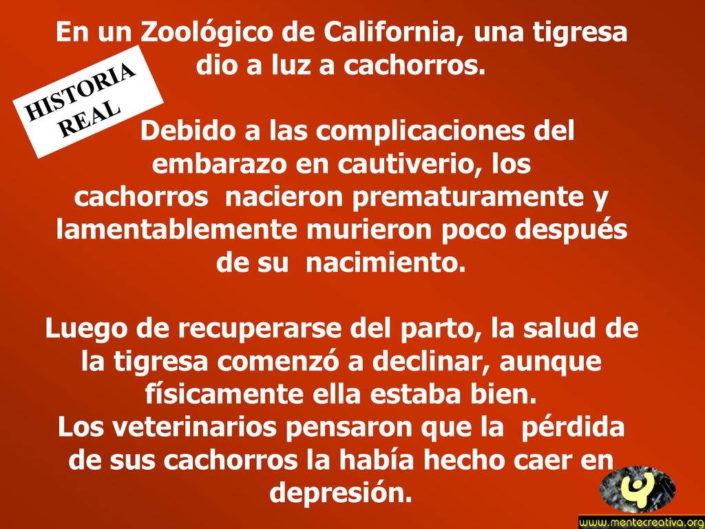 En un Zoológico de California, una tigresa dio a luz a cachorros