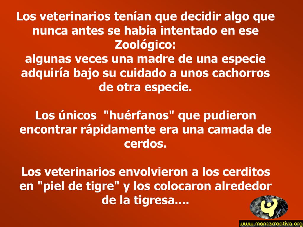 Los veterinarios tenían que decidir algo que nunca antes se había intentado en ese Zoológico: algunas veces una madre de una especie adquiría bajo su cuidado a unos cachorros de otra especie.