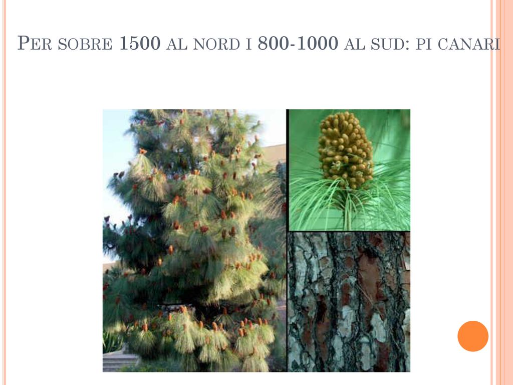 Per sobre 1500 al nord i al sud: pi canari