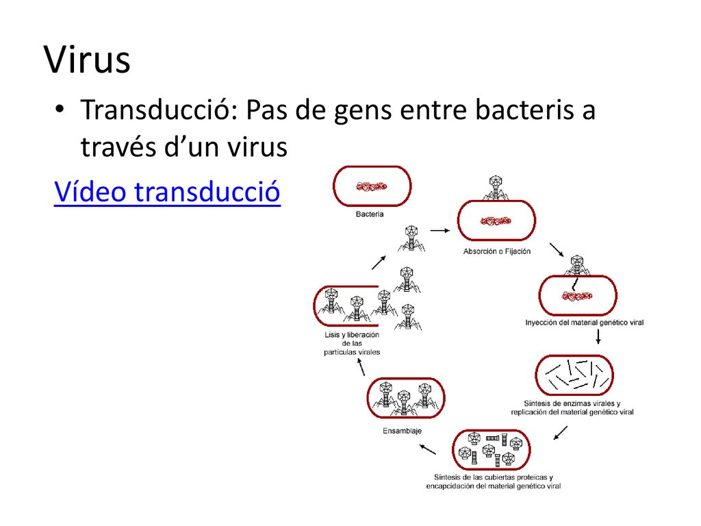 Virus Transducció: Pas de gens entre bacteris a través d’un virus