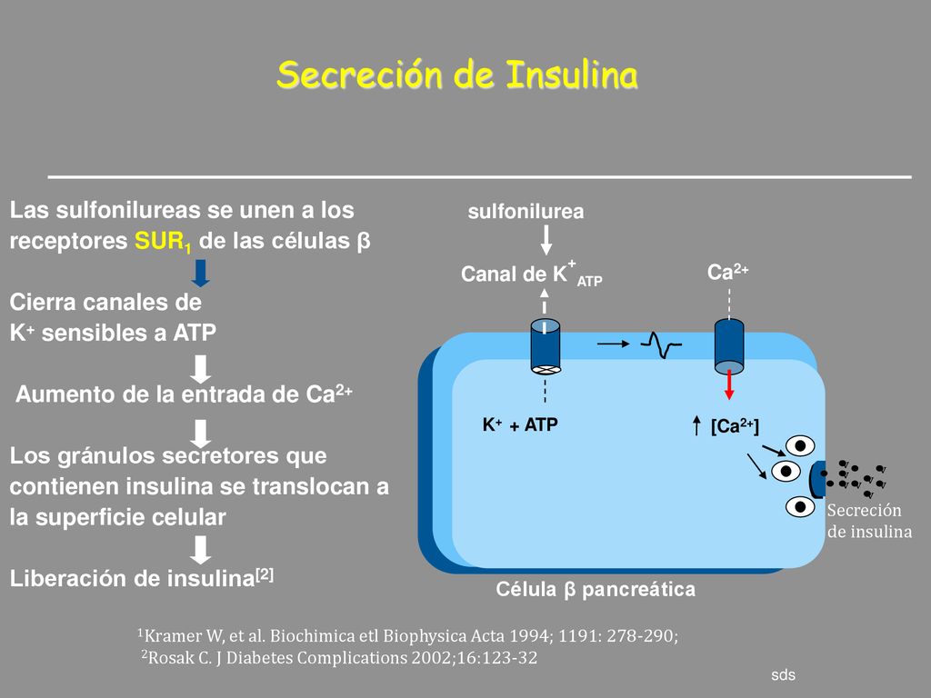 Secreción de Insulina Las sulfonilureas se unen a los receptores SUR1 de las células β. Cierra canales de.