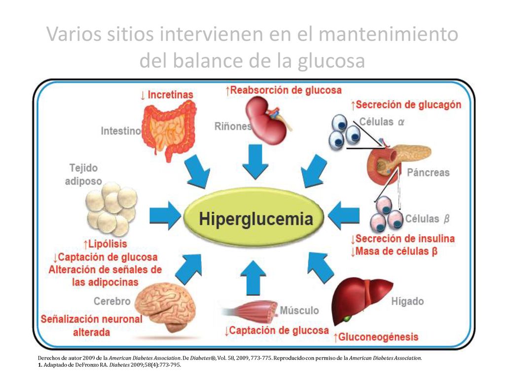 Varios sitios intervienen en el mantenimiento del balance de la glucosa