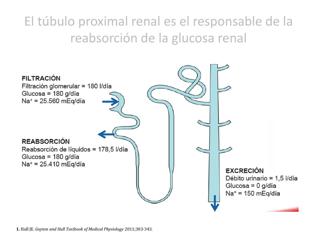 El túbulo proximal renal es el responsable de la reabsorción de la glucosa renal