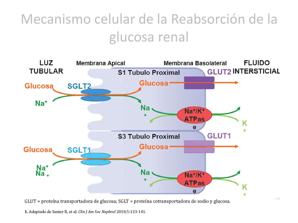 Mecanismo celular de la Reabsorción de la glucosa renal