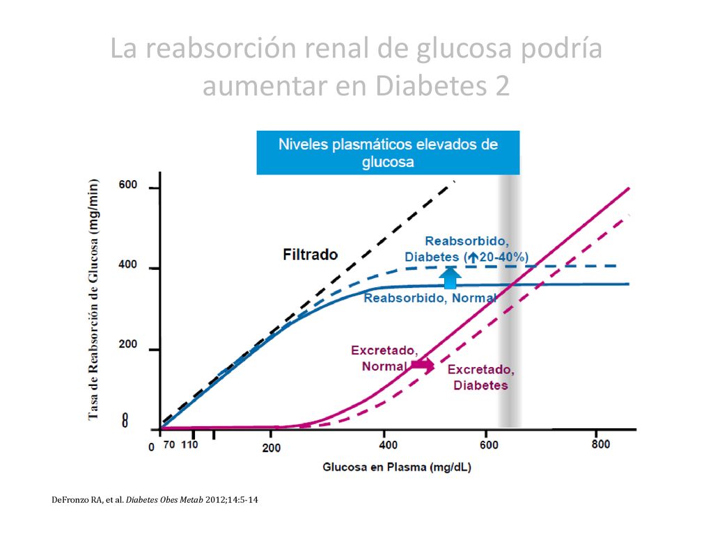 La reabsorción renal de glucosa podría aumentar en Diabetes 2