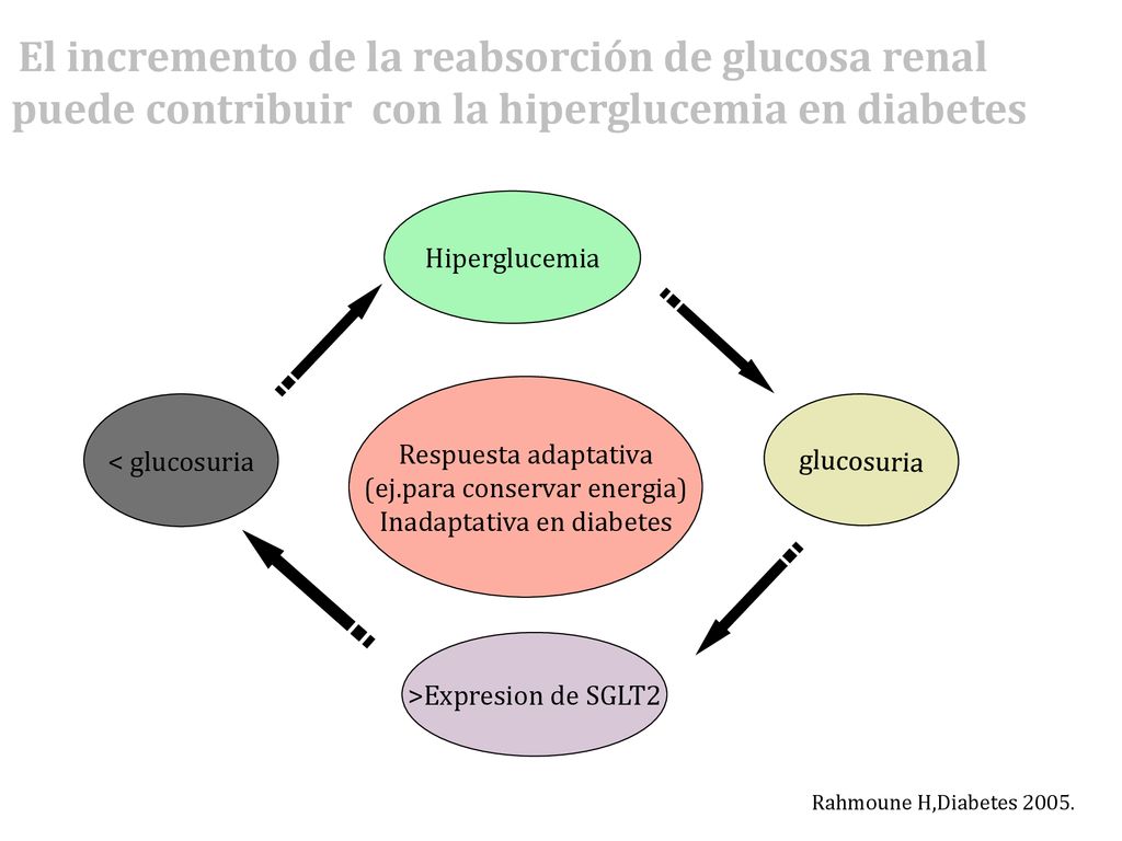 El incremento de la reabsorción de glucosa renal puede contribuir con la hiperglucemia en diabetes