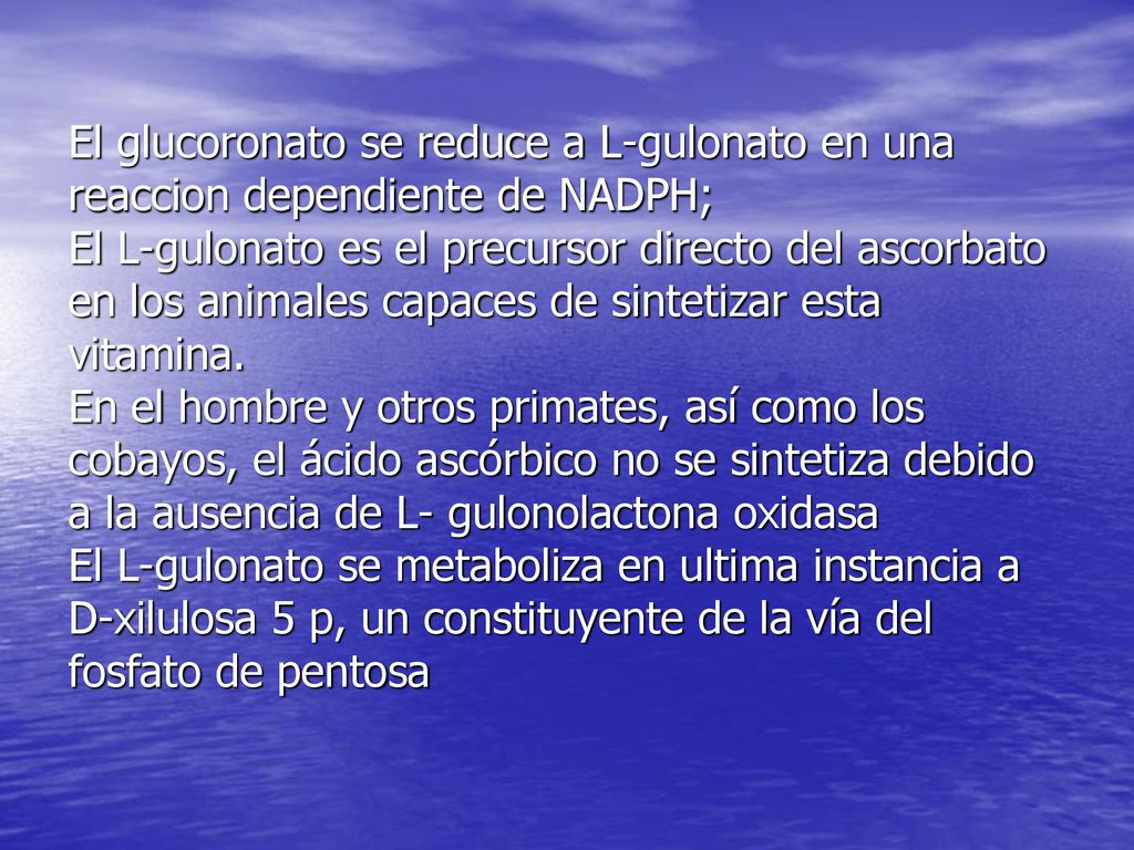 El glucoronato se reduce a L-gulonato en una reaccion dependiente de NADPH; El L-gulonato es el precursor directo del ascorbato en los animales capaces de sintetizar esta vitamina.