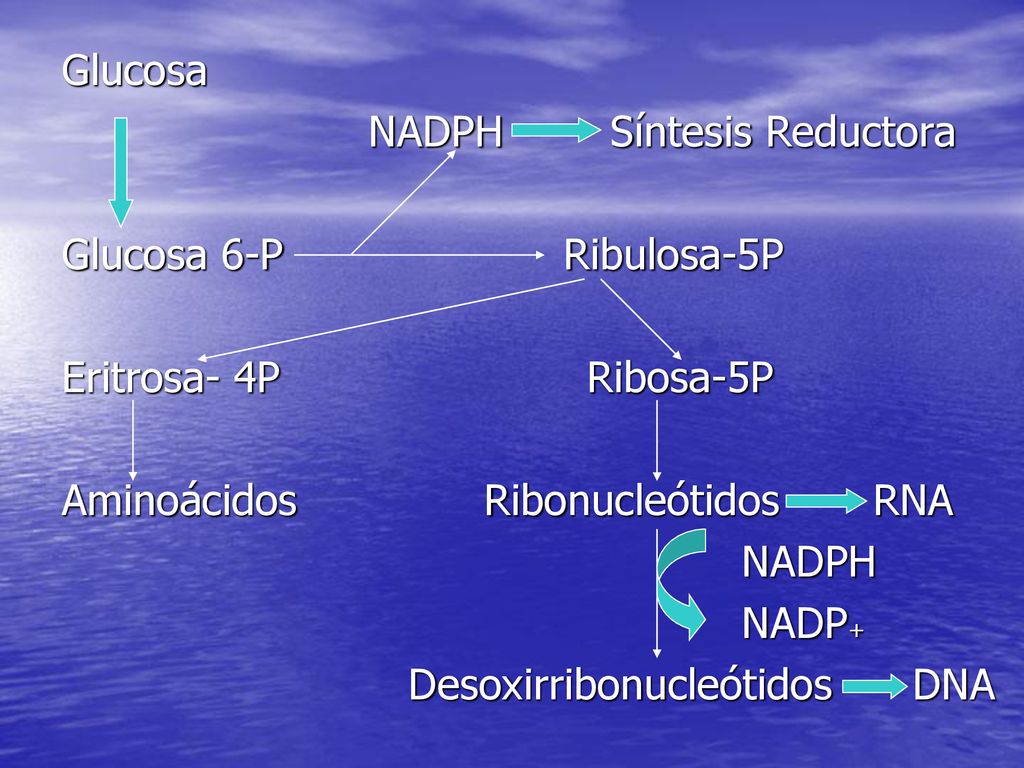 Glucosa NADPH Síntesis Reductora. Glucosa 6-P Ribulosa-5P. Eritrosa- 4P Ribosa-5P.