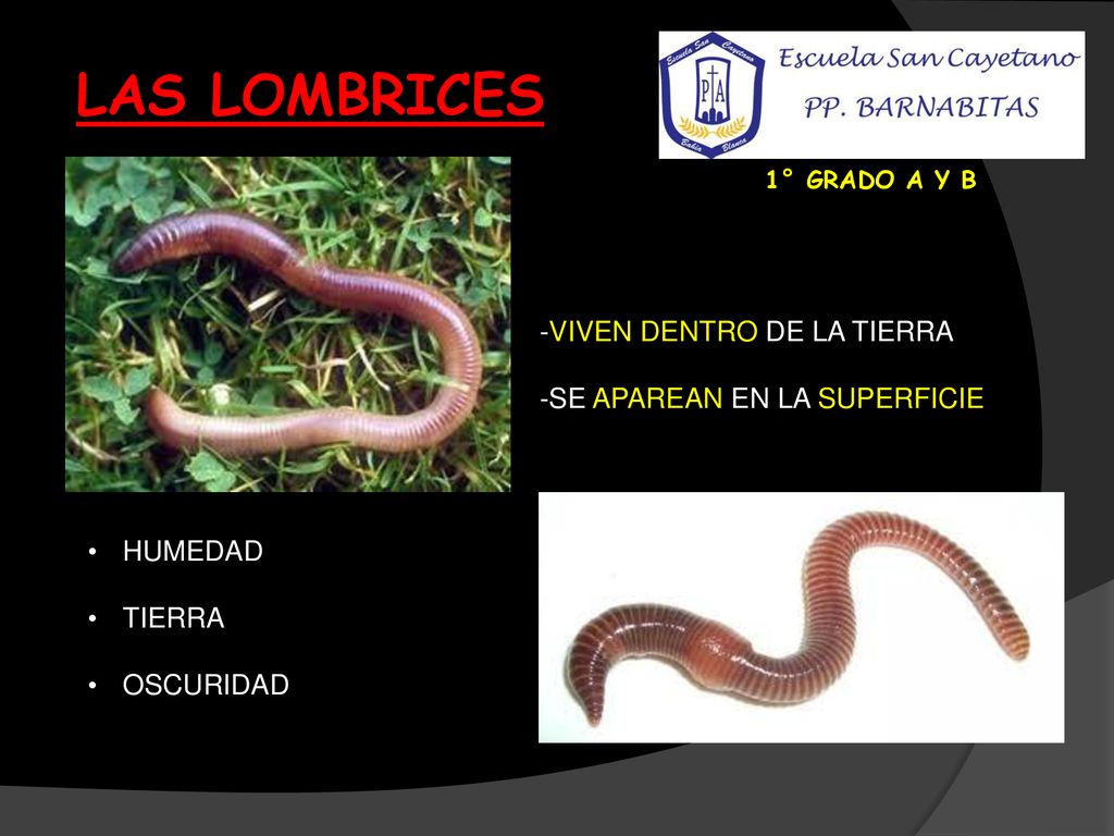 LAS LOMBRICES -VIVEN DENTRO DE LA TIERRA -SE APAREAN EN LA SUPERFICIE