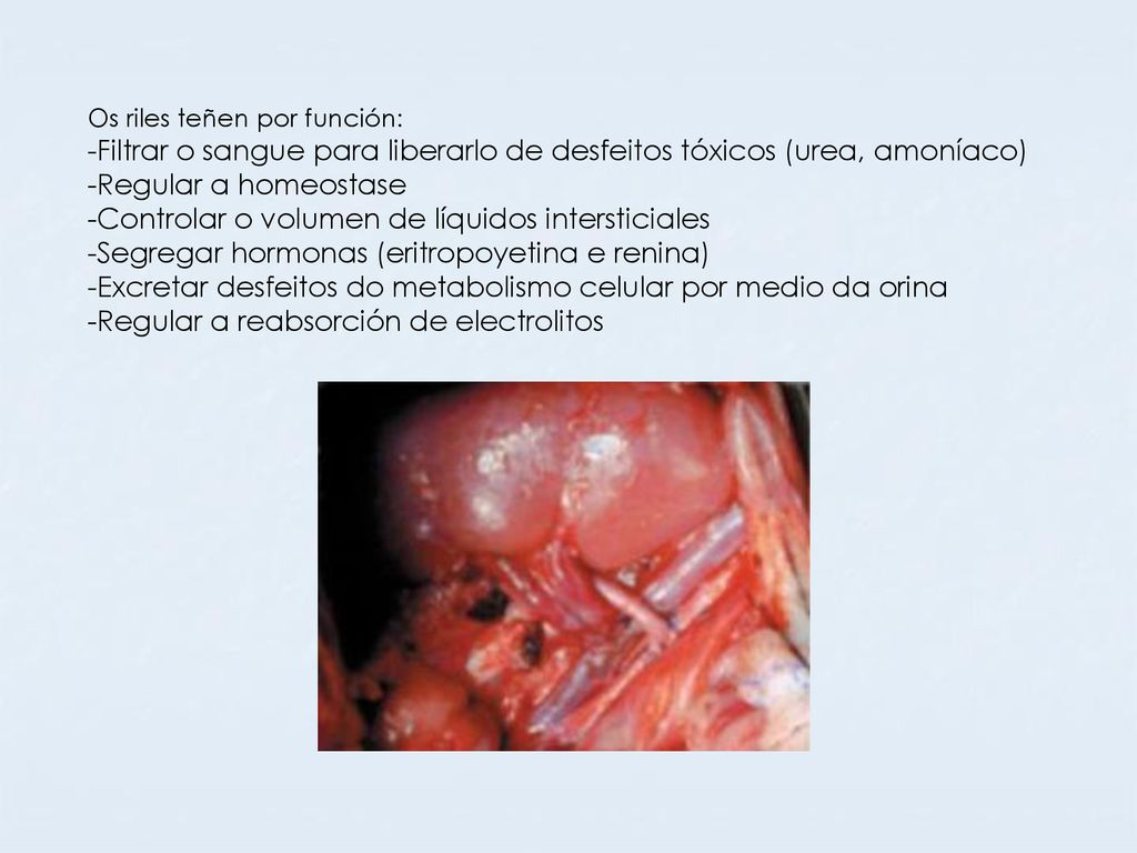 Filtrar o sangue para liberarlo de desfeitos tóxicos (urea, amoníaco)