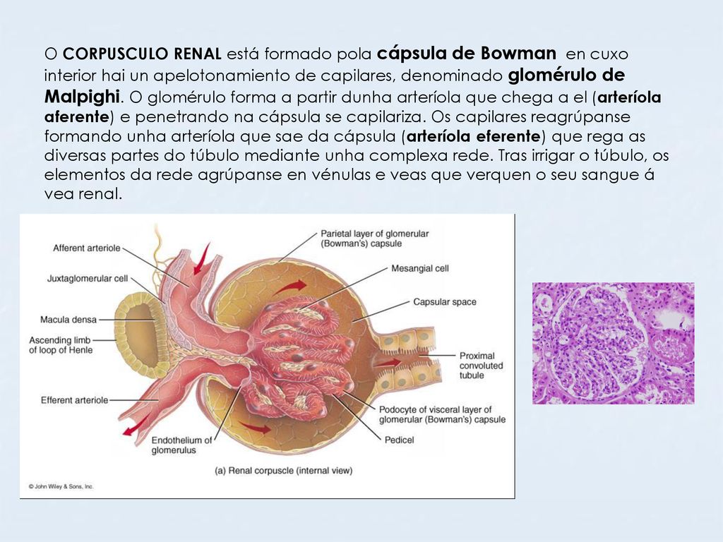 O CORPUSCULO RENAL está formado pola cápsula de Bowman en cuxo interior hai un apelotonamiento de capilares, denominado glomérulo de Malpighi.