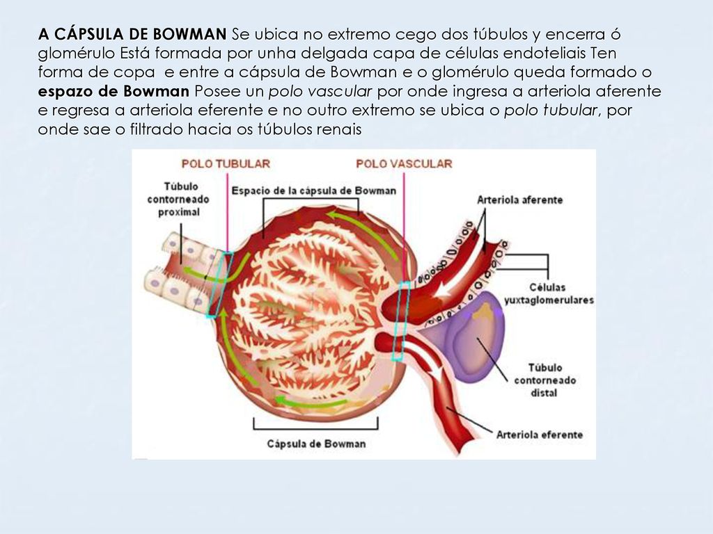 A CÁPSULA DE BOWMAN Se ubica no extremo cego dos túbulos y encerra ó glomérulo Está formada por unha delgada capa de células endoteliais Ten forma de copa e entre a cápsula de Bowman e o glomérulo queda formado o espazo de Bowman Posee un polo vascular por onde ingresa a arteriola aferente e regresa a arteriola eferente e no outro extremo se ubica o polo tubular, por onde sae o filtrado hacia os túbulos renais