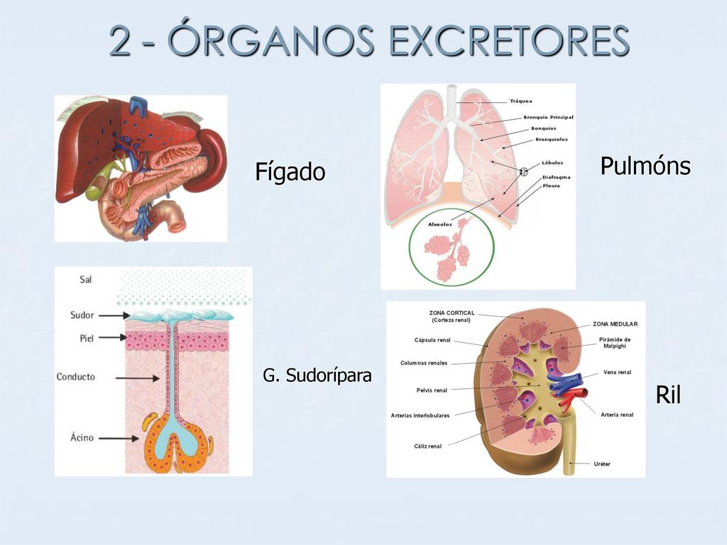 2 - ÓRGANOS EXCRETORES Pulmóns Fígado G. Sudorípara Ril