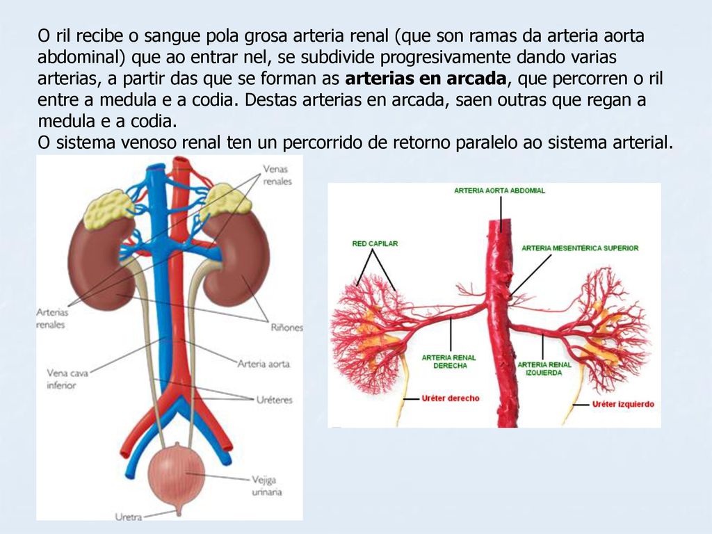 O ril recibe o sangue pola grosa arteria renal (que son ramas da arteria aorta abdominal) que ao entrar nel, se subdivide progresivamente dando varias arterias, a partir das que se forman as arterias en arcada, que percorren o ril entre a medula e a codia. Destas arterias en arcada, saen outras que regan a medula e a codia.