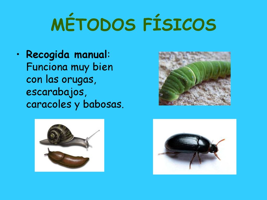 MÉTODOS FÍSICOS Recogida manual: Funciona muy bien con las orugas, escarabajos, caracoles y babosas.