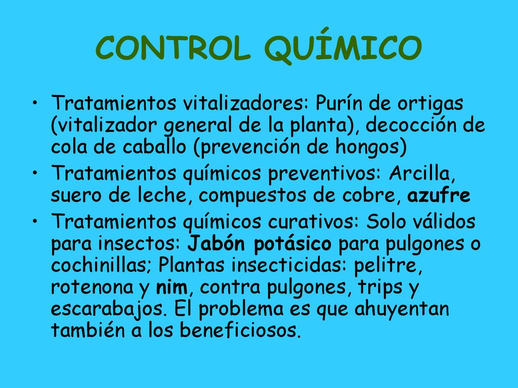 CONTROL QUÍMICO Tratamientos vitalizadores: Purín de ortigas (vitalizador general de la planta), decocción de cola de caballo (prevención de hongos)
