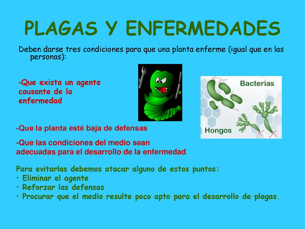 PLAGAS Y ENFERMEDADES Deben darse tres condiciones para que una planta enferme (igual que en las personas):