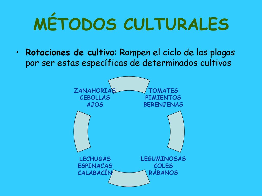 MÉTODOS CULTURALES Rotaciones de cultivo: Rompen el ciclo de las plagas por ser estas específicas de determinados cultivos.
