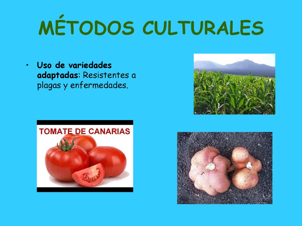 MÉTODOS CULTURALES Uso de variedades adaptadas: Resistentes a plagas y enfermedades.