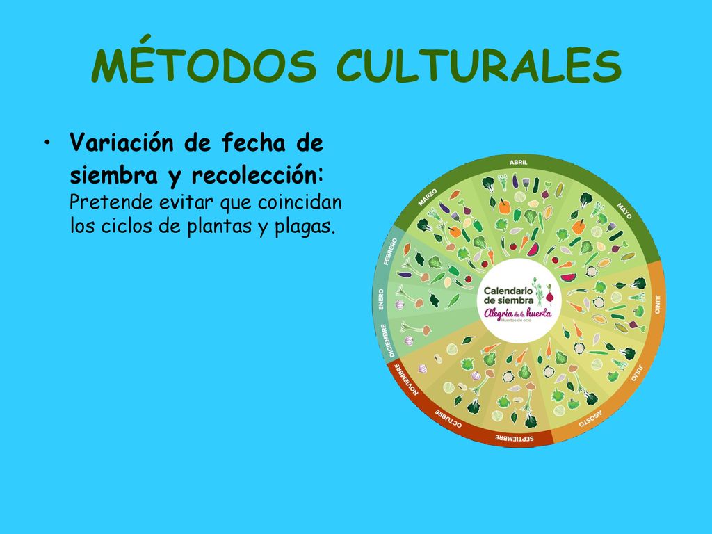 MÉTODOS CULTURALES Variación de fecha de siembra y recolección: Pretende evitar que coincidan los ciclos de plantas y plagas.