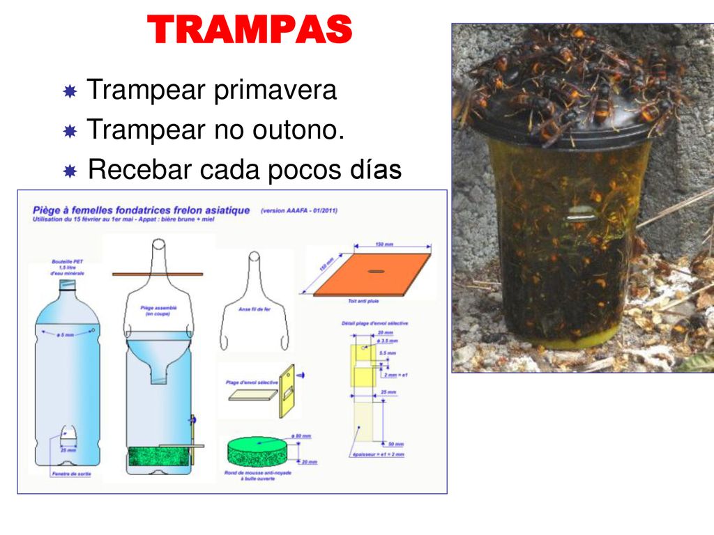 TRAMPAS Trampear primavera Trampear no outono. Recebar cada pocos días