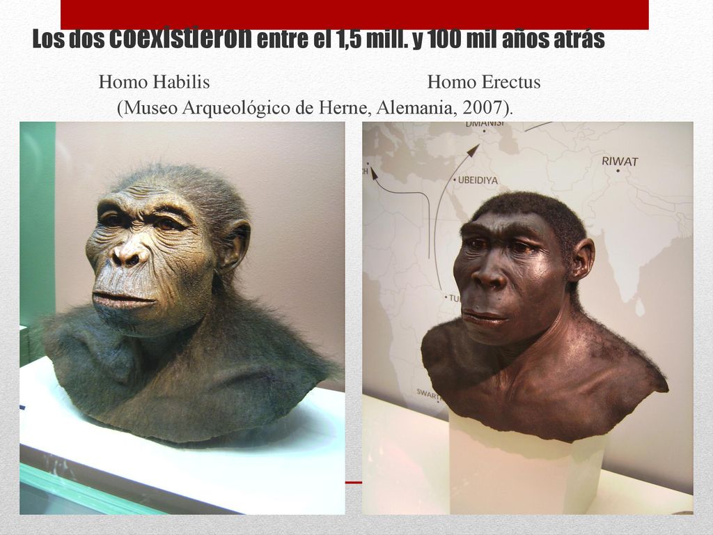 Los dos coexistieron entre el 1,5 mill. y 100 mil años atrás