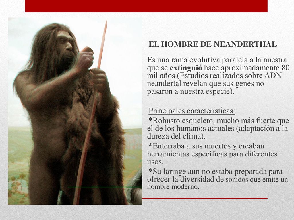 EL HOMBRE DE NEANDERTHAL Es una rama evolutiva paralela a la nuestra que se extinguió hace aproximadamente 80 mil años.(Estudios realizados sobre ADN neandertal revelan que sus genes no pasaron a nuestra especie).